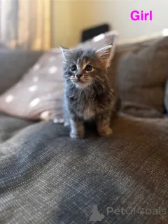 Дополнительные фото: КОТЯТА МЕЙН КУНА НА ПРОДАЖУ