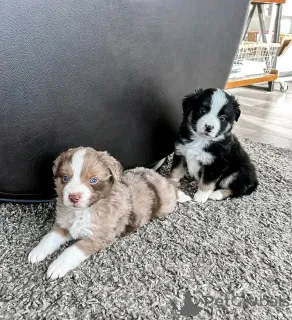 Фото №1. миниатюрная американская овчарка - купить в Флорида Сити за 98565₽. Объявление №138971