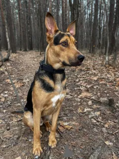 Дополнительные фото: Умный, контактный, игривый Рокки ищет дом!