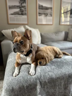 Фото №3. Щенки Золотого ретривера умные, любящие и легкие в тренировке.  Германия