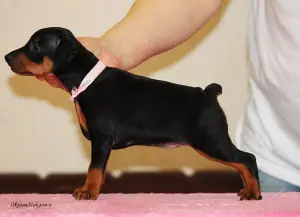 Дополнительные фото: Предлагаю к бронированию и продаже очень перспективных щенков ЦВЕРГПИНЧЕРА