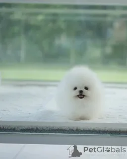 Фото №2 к объявлению №154954 о продаже померанского шпица - купить в Германии заводчик