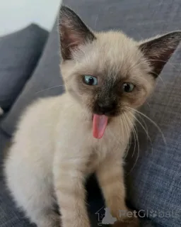 Фото №1. сиамская - купить в Влаардинген за договорная. Объявление №170649
