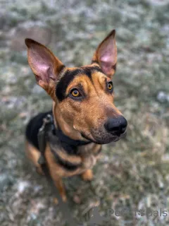 Дополнительные фото: Умный, контактный, игривый Рокки ищет дом!