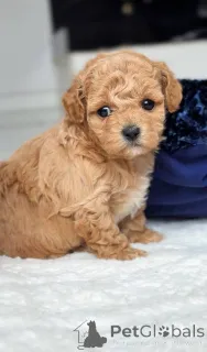 Дополнительные фото: Две мальтийцы женского пола и один мальтийец мужского пола.