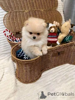 Фото №1.  - купить в Бадгастеин за договорная. Объявление №161685