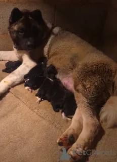 Фото №3. ЩЕНОК АМЕРИКАНСКОЙ АКИТЫ.  Албания