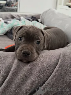 Фото №3. Щенки стаффордширского бультерьера готовы к работе. Забронируйте себе сейчас.  Чехия