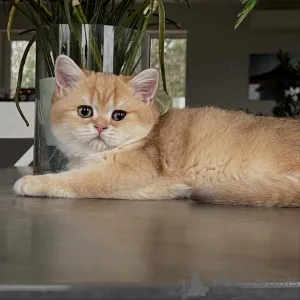 Фото №3. От мерцающей шерсти до нежной природы у котят шиншиллы есть все. Германия