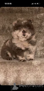 Фото №1.  - купить в Хайдусобосло за 31454₽. Объявление №161341