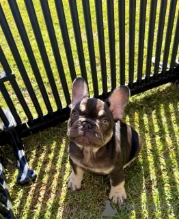 Фото №2 к объявлению №154928 о продаже французского бульдога - купить в Германии заводчик
