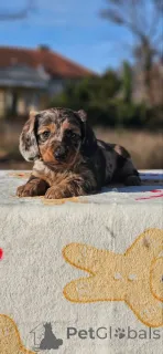 Фото №2 к объявлению №161459 о продаже таксу - купить в Сербии 