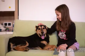 Дополнительные фото: Очаровательная Молли ищет дом