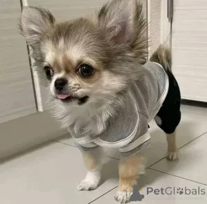 Фото №1. чихуахуа - купить в Хельсинки за 46384₽. Объявление №165318