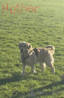 Дополнительные фото: Продаются щенки лилового мерля и лилового чау-чау.