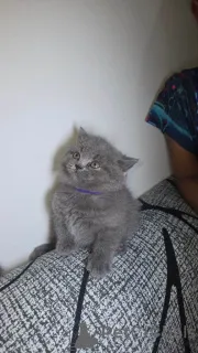 Фото №2 к объявлению №161390 о продаже британская короткошёрстная - купить в США частное объявление