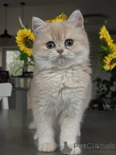 Фото №3. Сверкающие изумрудные глаза и шелковистая белая шерсть котенок шиншилла. Германия