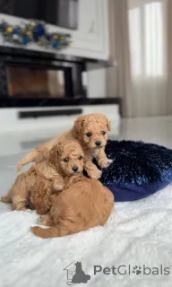 Фото №2 к объявлению №164614 о продаже мальтийскую болонку - купить в Нидерландах заводчик