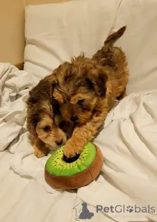 Дополнительные фото: Healthy beautiful Dachshunds puppies ready for a new home