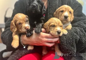 Фото №3. Щенки рабочего кокер-спаниеля осталось 4 щенка.  Финляндия