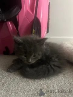 Фото №2 к объявлению №161389 о продаже мейн-кун - купить в США частное объявление