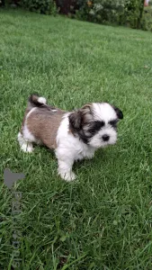 Дополнительные фото: Чистокровные щенки Ши-Тцу