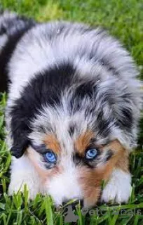 Фото №4. Продажа австралийскую овчарку, миниатюрная американская овчарка в Амстердам заводчик - цена 64937₽