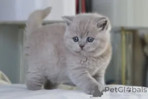 Фото №3. Супер шаттиге британские котята кортаар. Бельгия