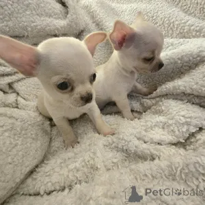 Дополнительные фото: ЭКСТРА маленькие щенки чихуахуа