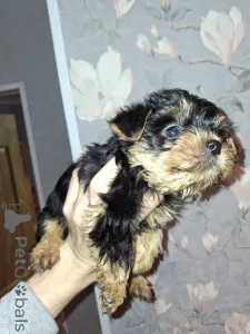 Дополнительные фото: Чистокровные щенки Йоркширского Терьера