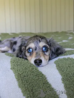 Фото №1. такса - купить в Ганновер за договорная. Объявление №144407