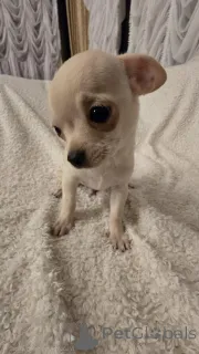 Фото №2 к объявлению №161481 о продаже чихуахуа - купить в Сербии заводчик