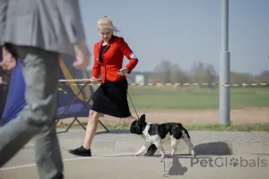 Дополнительные фото: Открыт для Stud один из лучших французских бульдогов в Европе