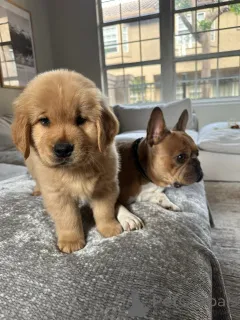 Фото №2 к объявлению №154321 о продаже золотистого ретривера - купить в Германии заводчик