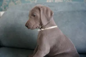 Дополнительные фото: Щенки Веймаранера