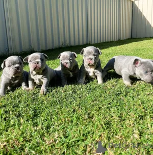 Фото №1. французский бульдог - купить в Реймсе за договорная. Объявление №154216