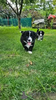 Фото №1. миниатюрная американская овчарка - купить в Берлине за договорная. Объявление №137171