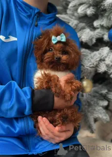 Фото №1. пудель (той) - купить в Берлине за договорная. Объявление №164617