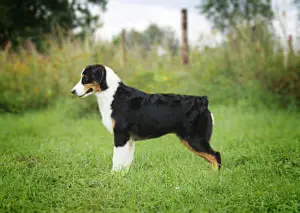 Фото №3. Ищет заботливые ручки девочка породы австралийская овчарка..  Россия