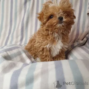 Фото №2 к объявлению №159053 о продаже пуделя (той) - купить в Германии из приюта, заводчик