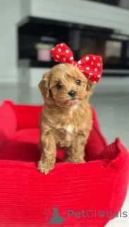 Фото №2 к объявлению №166817 о продаже пуделя (той) - купить в Австрии заводчик