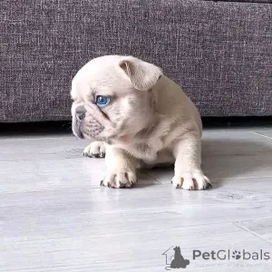 Фото №3. Adorables chiots Bouledogue Français cherchent une famille aimante.  Франция