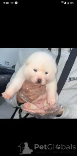 Фото №1. японский шпиц - купить в Биркенвердер за 31454₽. Объявление №161339