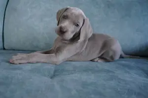 Фото №4. Продажа веймаранера в Минске заводчик - цена 36466₽