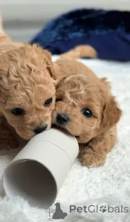 Фото №3. Две мальтийцы женского пола и один мальтийец мужского пола..  Нидерланды