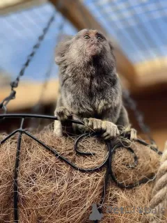 Фото №2 к объявлению №165464 о продаже  - купить в России 