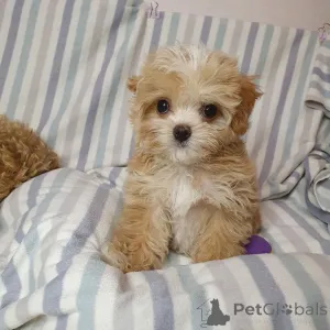 Дополнительные фото: Той-пудели на усыновление