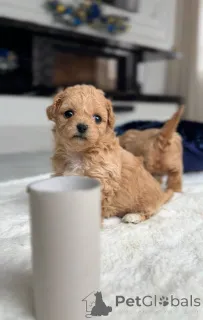 Фото №4. Продажа мальтийскую болонку в Амстердам заводчик - цена договорная