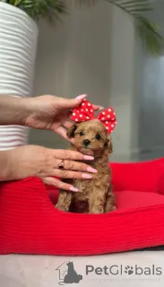 Фото №4. Продажа пуделя (той) в Вена заводчик - цена договорная