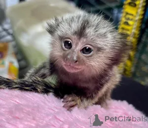 Дополнительные фото: 3 детеныша игрунки, готовые к усыновлению и родам. Если вы заинтересованы в